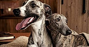Armany participe au concours pour gagner de l'argent avec cette photo : blanket, canine, close_up, cozy, cuddling, dog, fur, furniture, greyhound, home_interior, indoor, lamp, pet, portrait, relaxed, sitting, tongue_out, two_dogs, whippet, wooden_wall