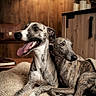 Armany participe au concours pour gagner de l'argent avec cette photo : blanket, canine, close_up, cozy, cuddling, dog, fur, furniture, greyhound, home_interior, indoor, lamp, pet, portrait, relaxed, sitting, tongue_out, two_dogs, whippet, wooden_wall
