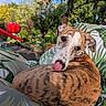 Armany a rejoint le concours — aidez-le/la à gagner de superbes lots ! animal, backyard, barbecue, blue_sky, brindle, canine, curled_up, cushion, dog, garden, greenery, leaf_pattern, nature, outdoor, pet, red, relaxed, summer, sunlight, tongue
