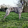 Armany participe au concours pour gagner de l'argent avec cette photo : brindle, canine, countryside, daylight, dog, ears, field, grass, greyhound, happy, long_legs, muzzle, nature, outdoor, panting, pet, portrait, sky, standing, trees