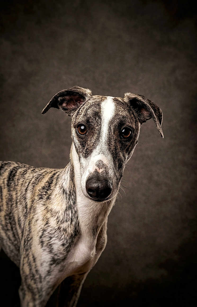 Armany participe au concours pour gagner de l'argent avec cette photo : dog, whippet, portrait, studio, brown_eyes, brindle_coat, short_coat, pet, canine, looking_at_camera, closeup, ears, nose, whiskers, animal, neutral_background, vignette, standing, alert_expression, portrait_photography