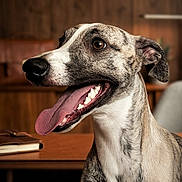 Armany participe au concours pour gagner de l'argent avec cette photo : book, brindle_coat, brown_eyes, canine, close_up, dog, ear, furniture, happy, indoor, muzzle, panting, pet, portrait, short_hair, sitting, table, teeth, tongue_out, wooden_background