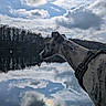 calm, clouds, dock, dog, forest, harness, lake, landscape, nature, outdoor, pet, portrait, reflection, side_profile, silhouette, sky, tranquil, trees, water_reflection, whippet