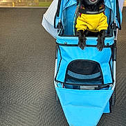 Cody is registered to the contest to win money with this photo: dog, pet_stroller, yellow_sweater, black_dog, indoor, carpeted_floor, sale_sign, store_shelves, small_dog, tongue_out, curious, seated, blue_stroller, pet_accessory, animal, leash, four_legs, fur, cute, animal_portrait