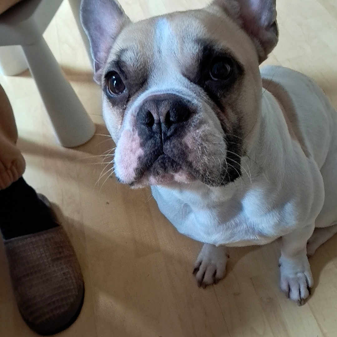 Oslo a rejoint le concours — aidez-le/la à gagner de superbes lots ! animal, bostonbull, boxer, bulldog, canine, clothing, dog, footwear, frenchbulldog, hardwood, person, pet, pitbull, puppy, runningshoe, shoe, wood