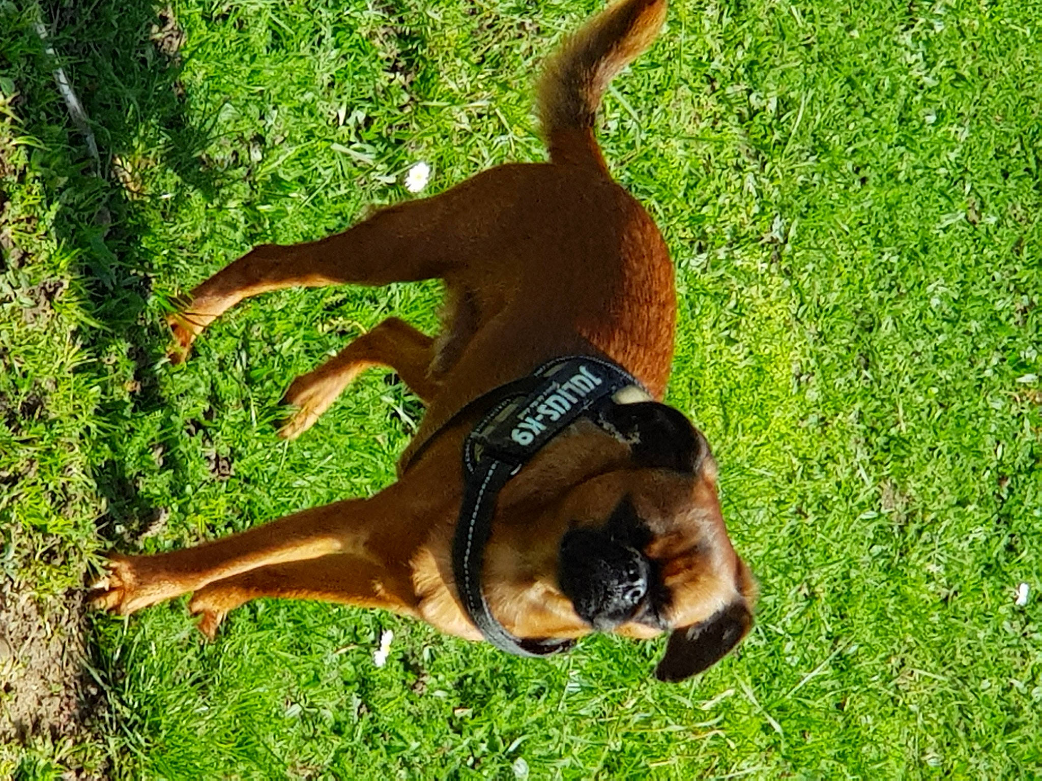 Nugget participe au concours pour gagner de l'argent avec cette photo : carnivore, collar, companion_dog, dog, dog_breed, dog_supply, fawn, grass, groundcover, guard_dog, hound, liver, paw, people_in_nature, plant, snout, sporting_group, tail, terrestrial_animal, working_dog