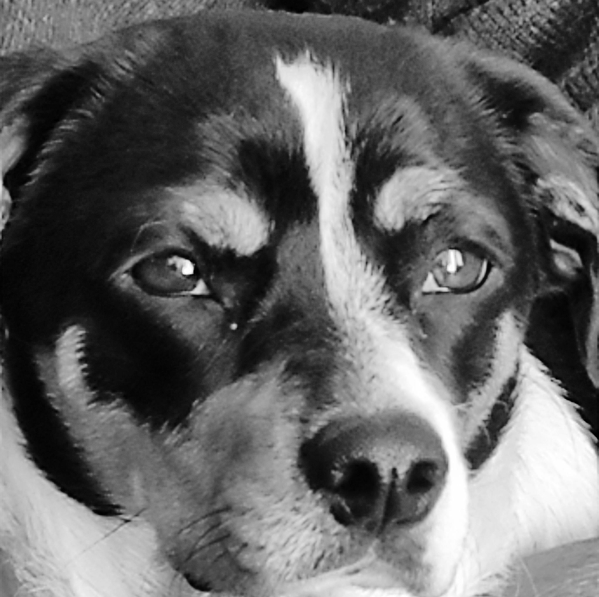 Picasso a rejoint le concours — aidez-le/la à gagner de superbes lots ! bored, canidae, carnivore, companion_dog, dog, dog_breed, fur, giant_dog_breed, herding_dog, jaw, monochrome, monochrome_photography, snout, sporting_group, stock_photography, street_dog, style, terrestrial_animal, whiskers, working_dog