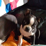 Jasper joined the competition — help win amazing prizes! puppy, dog, black_and_white, couch, blanket, patchwork_quilt, indoor, pet, animal, cute, small_dog, fur, ears, face, looking, sitting, home, cozy, orange_blanket, two_puppies