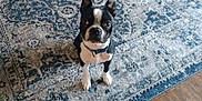 Jasper is registered to the contest to win money with this photo: dog, black_and_white, pet, indoor, carpet, floor, wooden_floor, curious, ears_up, collar, looking_up, home_interior, patterned_rug, small_dog, sitting, animal, companion, domestic, cute, alert