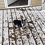 puppy, dog, snow, wooden_deck, paw_prints, footprints, outdoor, cold, curious, black_and_white, small_dog, pet, winter, snowy, house, door, reflection, frost, animal, playful
