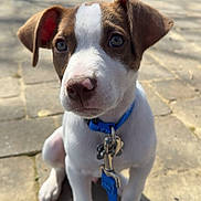Dex joined the competition — help win amazing prizes! dog, puppy, brown_white, blue_collar, blue_leash, paws, nose, ears, eyes, pavement, outdoor, sunlight, shadow, portrait, close_up, pet, canine, sitting, tiling, background_trees