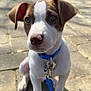 dog, puppy, brown_white, blue_collar, blue_leash, paws, nose, ears, eyes, pavement, outdoor, sunlight, shadow, portrait, close_up, pet, canine, sitting, tiling, background_trees