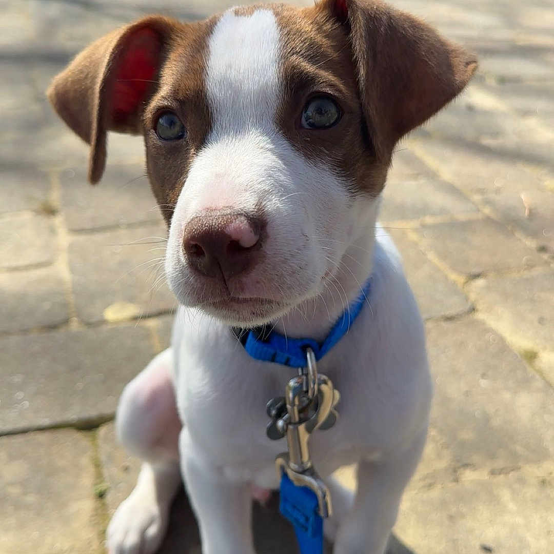 Dex joined the competition — help win amazing prizes! background_trees, blue_collar, blue_leash, brown_white, canine, close_up, dog, ears, eyes, nose, outdoor, pavement, paws, pet, portrait, puppy, shadow, sitting, sunlight, tiling