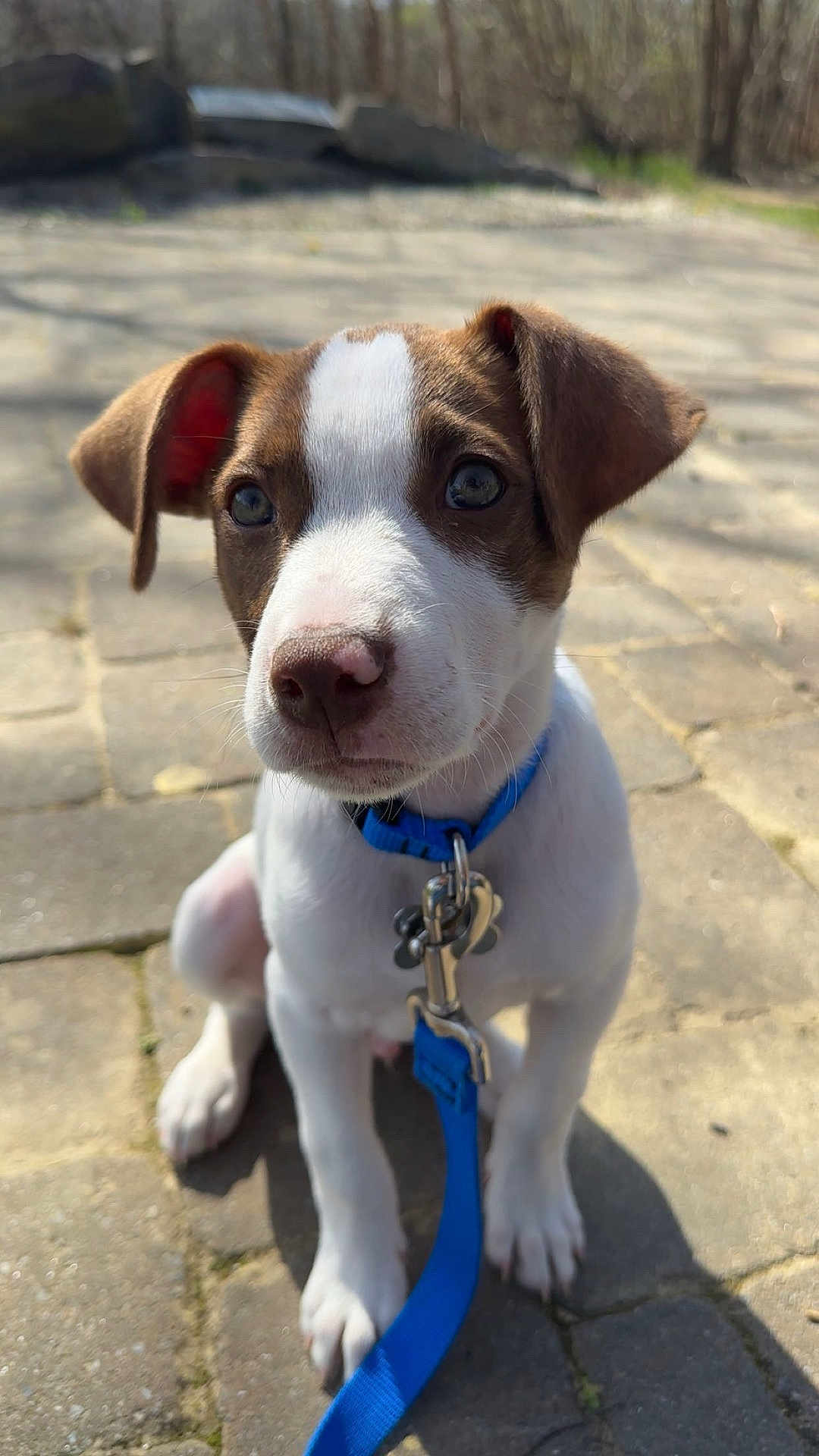 Dex joined the competition — help win amazing prizes! dog, puppy, brown_white, blue_collar, blue_leash, paws, nose, ears, eyes, pavement, outdoor, sunlight, shadow, portrait, close_up, pet, canine, sitting, tiling, background_trees