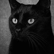 Baby Brother is registered to the contest to win money with this photo: animal, black_cat, black_fur, cat, close_up, dramatic_lighting, ears, eyes, feline, gaze, indoor, monochrome, pet, portrait, portrait_photography, sharp_focus, studio_portrait, textured_background, whisker_detail, whiskers