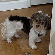 Amara joined the competition — help win amazing prizes! adorable, animal, black_fur, bow, companion, curious, cute, decorative, dog, domestic, floor, fur, house, indoor, looking_up, pet, small_dog, standing, white_fur, wooden_floor