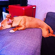 Mabel participe au concours pour gagner de l'argent avec cette photo : canidae, carnivore, chair, chihuahua, companion_dog, couch, dog, dog_breed, ear, furniture, leg, nap, paw, pharaoh_hound, puppy, sleep