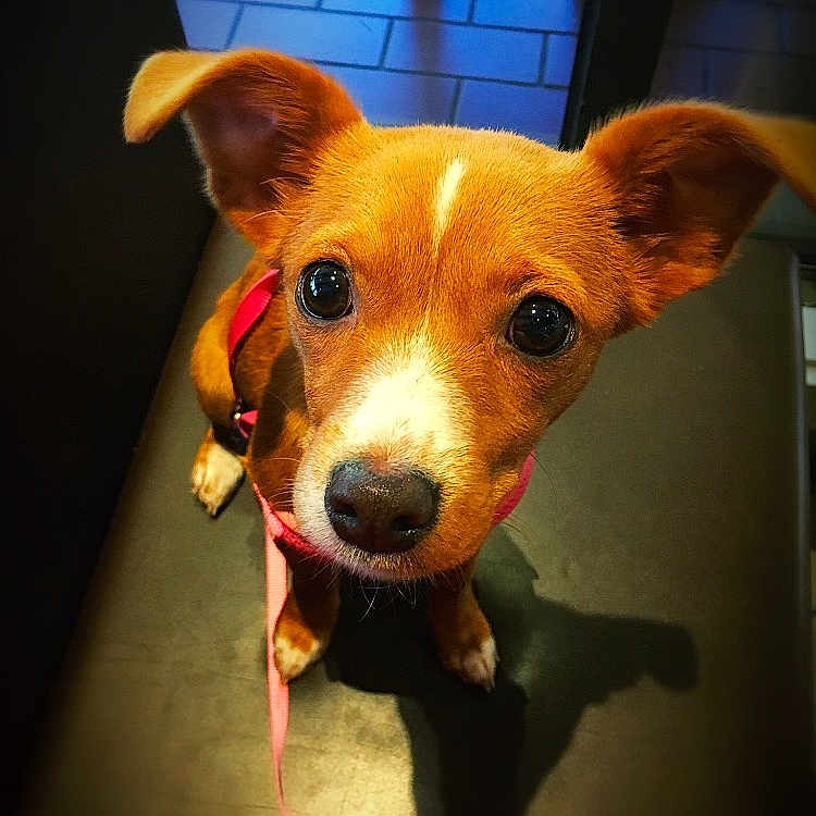 Mabel participe au concours pour gagner de l'argent avec cette photo : canidae, carnivore, companion_dog, dog, dog_breed, ear, fawn, mammal, nose, photo_caption, puppy, snout, sporting_group, street_dog, whiskers