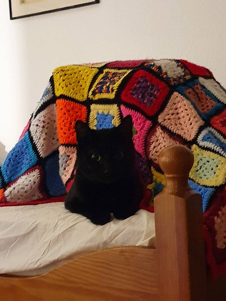 Melchior a rejoint le concours — aidez-le/la à gagner de superbes lots ! bedding, black_cat, carnivore, cat, chair, comfort, fawn, felidae, hardwood, linens, mammal, pattern, pillow, room, small_to_medium_sized_cats, tail, textile, vertebrate, whiskers, wood