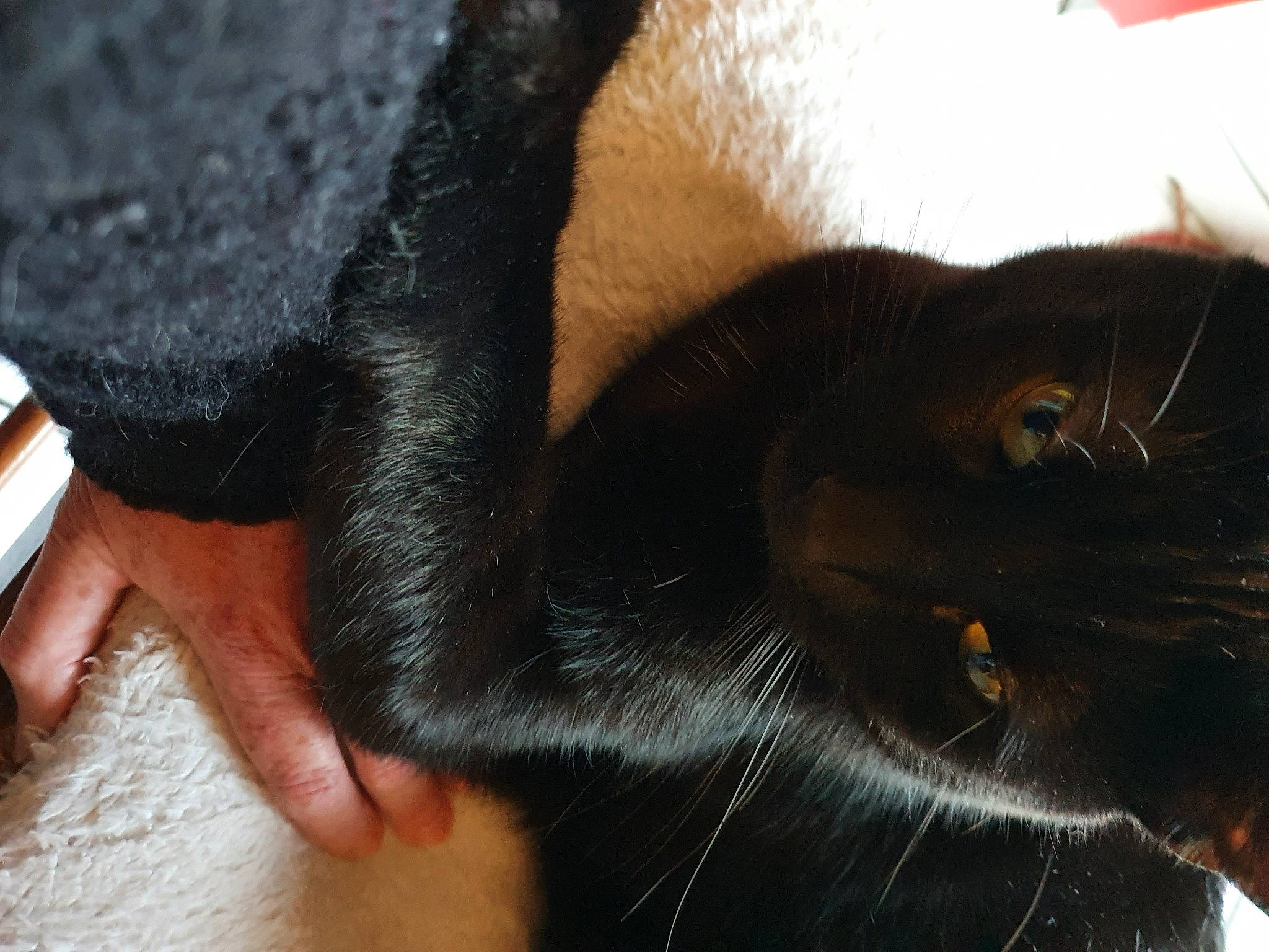 Melchior a rejoint le concours — aidez-le/la à gagner de superbes lots ! black_cat, bombay, carnivore, cat, claw, comfort, domestic_short_haired_cat, felidae, finger, foot, fur, gesture, human_leg, nail, paw, small_to_medium_sized_cats, snout, tail, terrestrial_animal, whiskers