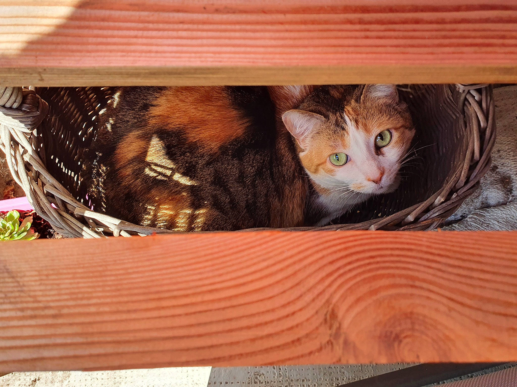 Margote a rejoint le concours — aidez-le/la à gagner de superbes lots ! basket, box, brown, carnivore, cat, comfort, domestic_short_haired_cat, fawn, felidae, fur, hardwood, paw, small_to_medium_sized_cats, snout, tail, textile, whiskers, window, wood, wood_stain