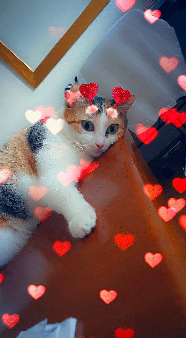 Margote participe au concours pour gagner de l'argent avec cette photo : carnivore, cat, fawn, felidae, fur, games, kitten, paw, red, small_to_medium_sized_cats, tail, textile, toy, whiskers