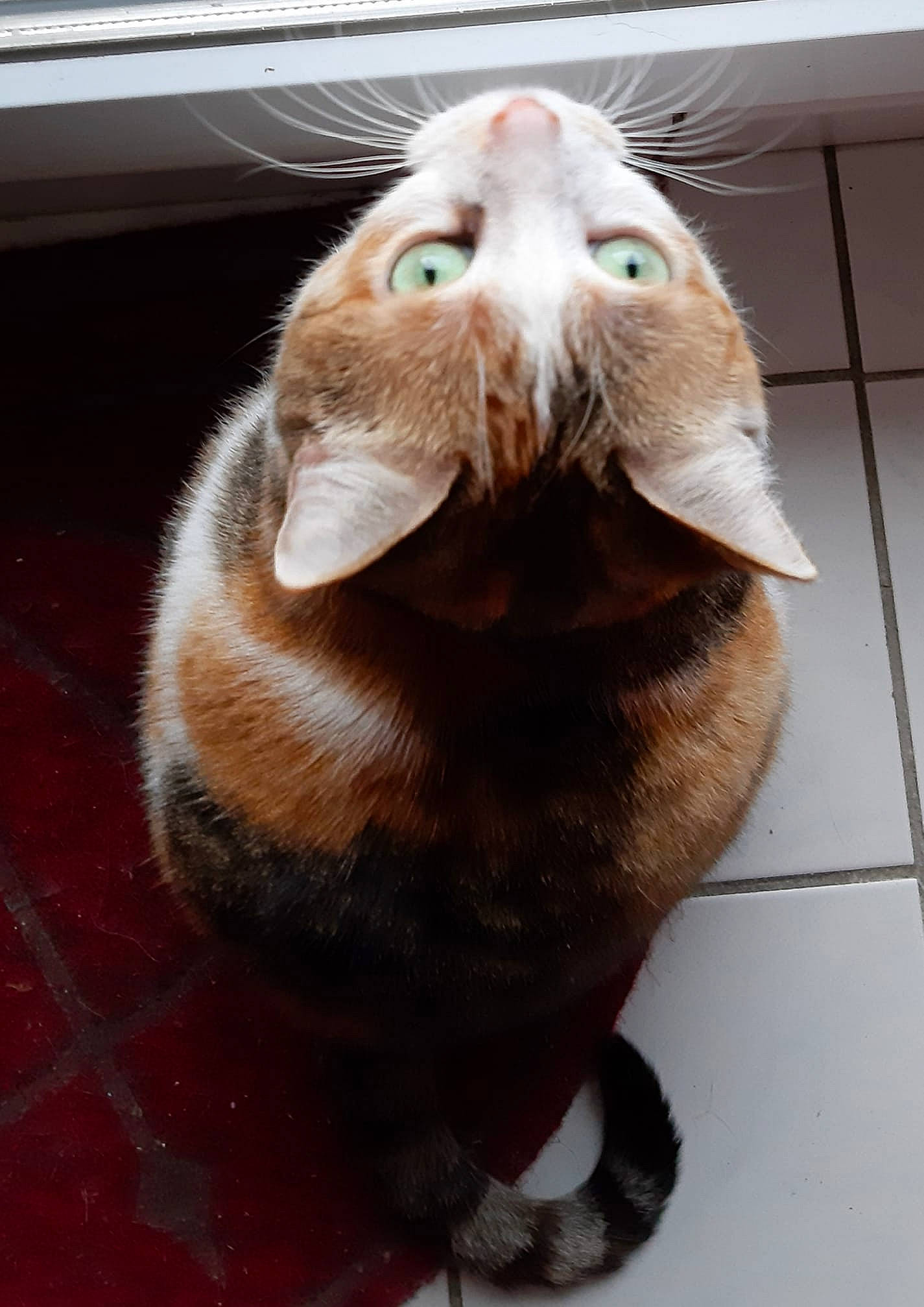 Margote participe au concours pour gagner de l'argent avec cette photo : carnivore, cat, claw, felidae, fur, nose, small_to_medium_sized_cats, snout, tail, whiskers