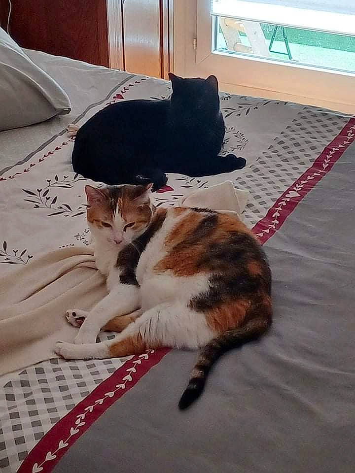 M&amp;ms participe au concours pour gagner de l'argent avec cette photo : carnivore, cat, comfort, domestic_short_haired_cat, felidae, floor, flooring, fur, hardwood, linens, mammal, room, small_to_medium_sized_cats, tail, textile, vertebrate, water, whiskers, window, wood