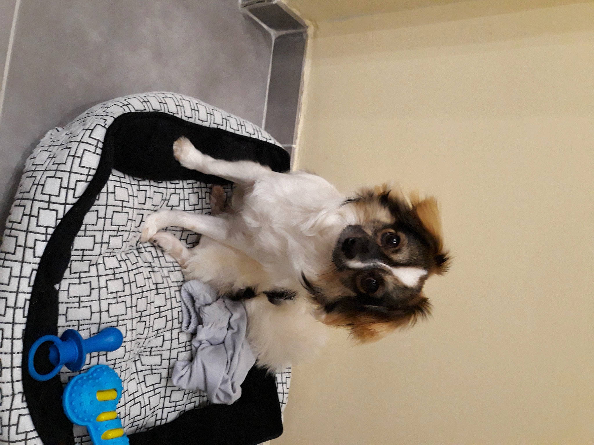 Chicco participe au concours pour gagner de l'argent avec cette photo : canidae, carnivore, companion_dog, dog, dog_breed, dog_supply, eyewear, fashion_accessory, fawn, felidae, fur, guitar, pet_supply, sleeve, small_to_medium_sized_cats, sporting_group, tail, toy_dog, whiskers, working_animal