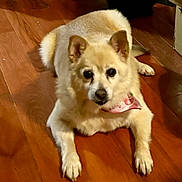 Sophie is registered to the contest to win money with this photo: dog, pet, indoor, wooden_floor, bandana, light_fur, animal, cute, small_dog, laying_down, ears_up, front_paws, fur, domestic_animal, canine, companion, looking_at_camera, flooring, household, mammal