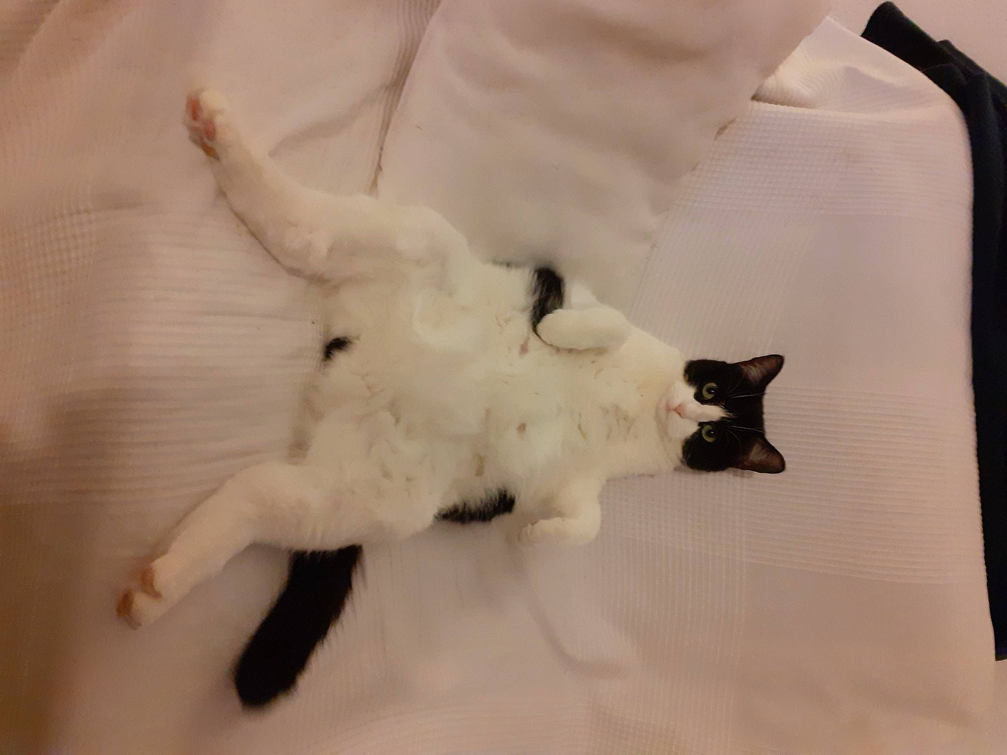 Gypsie a rejoint le concours — aidez-le/la à gagner de superbes lots ! bedding, carnivore, cat, claw, comfort, domestic_short_haired_cat, fang, fawn, felidae, fur, linens, mammal, paw, room, small_to_medium_sized_cats, tail, textile, whiskers, wood