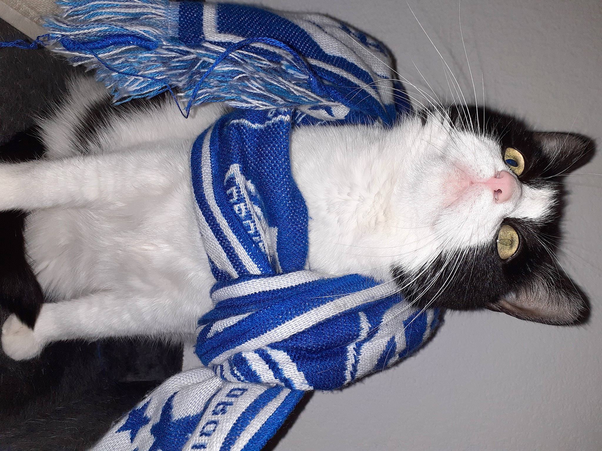 Gypsie a rejoint le concours — aidez-le/la à gagner de superbes lots ! beard, carnivore, cat, claw, comfort, domestic_short_haired_cat, electric_blue, eye, eyelash, felidae, foot, fur, mammal, paw, small_to_medium_sized_cats, snout, tail, textile, vertebrate, whiskers