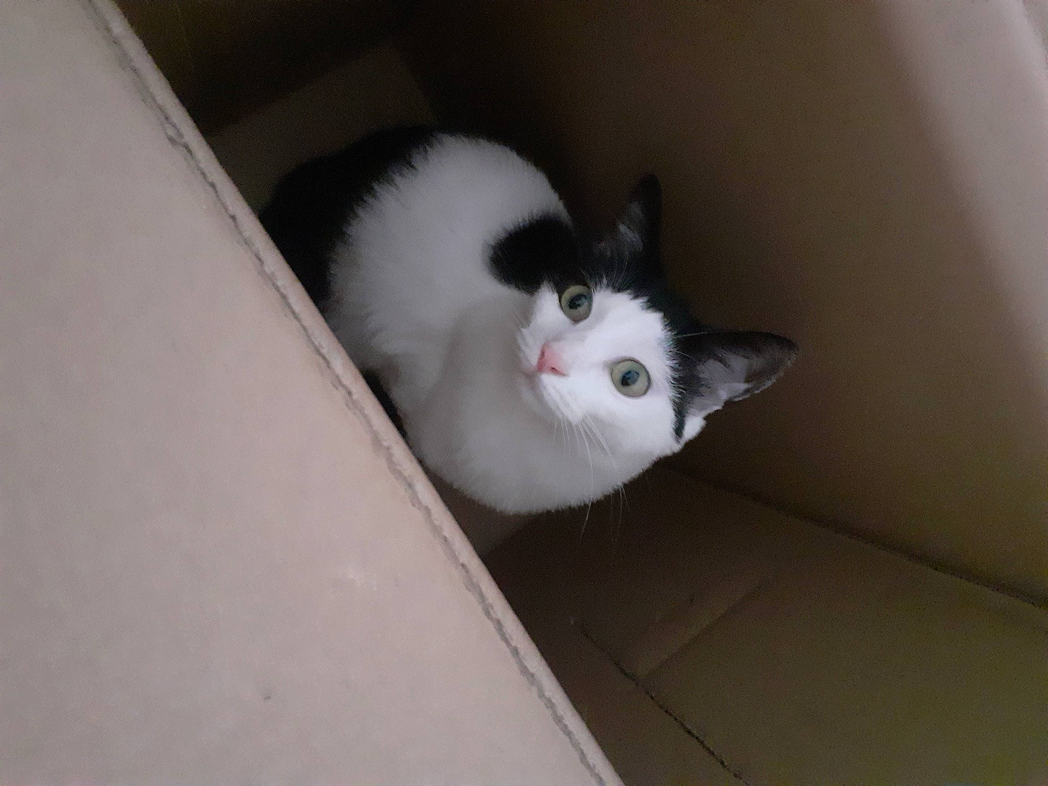 Xena a rejoint le concours — aidez-le/la à gagner de superbes lots ! carnivore, cat, ceiling, domestic_short_haired_cat, felidae, flooring, fur, grey, hardwood, rim, small_to_medium_sized_cats, snout, tail, whiskers, window, wood