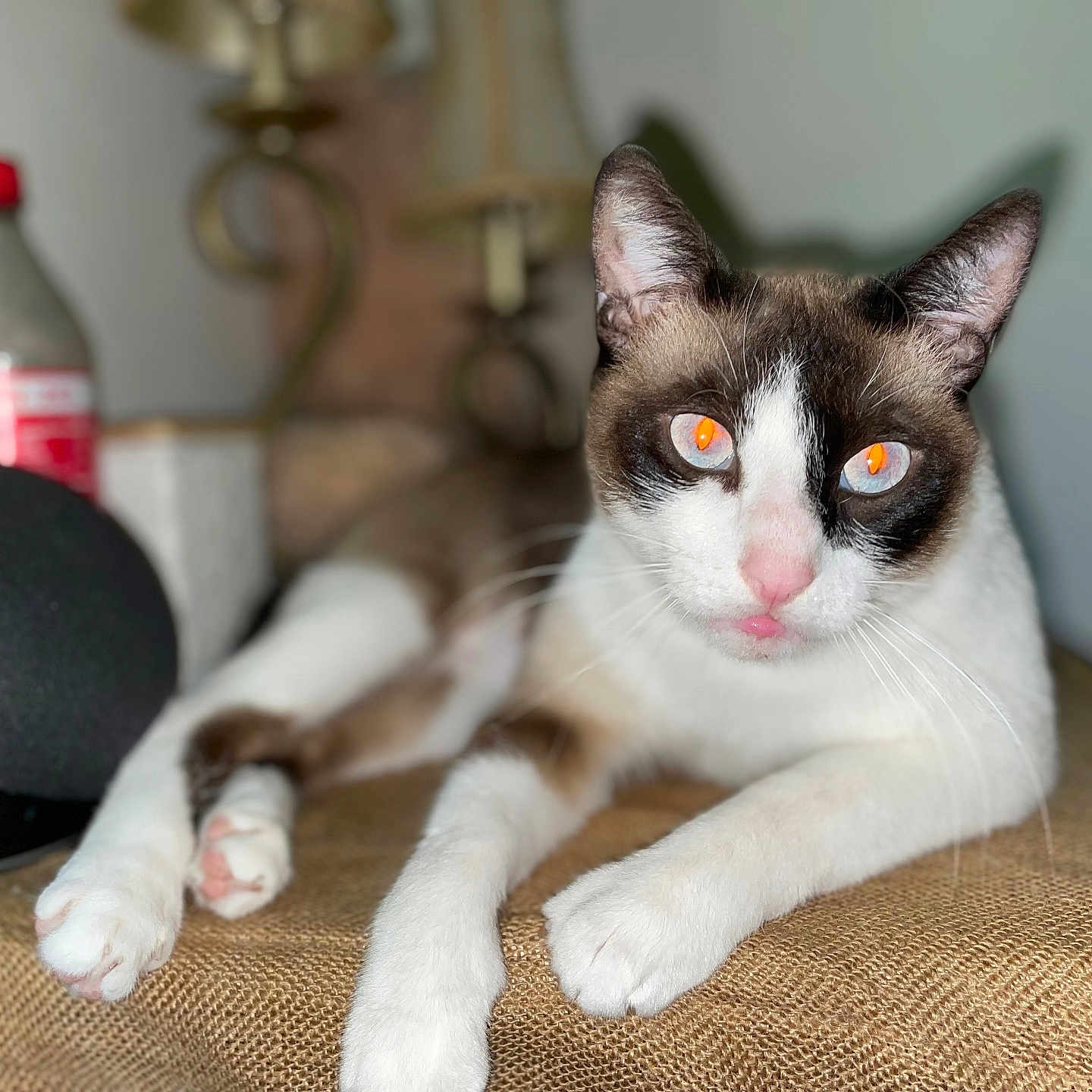 Schitz is registered to the contest to win money with this photo: animal, blurred_background, bottle, brown_fur, cat, close-up, domestic_animal, eyes_reflection, feline, indoor, lying_down, paws, pet, pink_nose, relaxed, resting, table, texture, whiskers, white_fur
