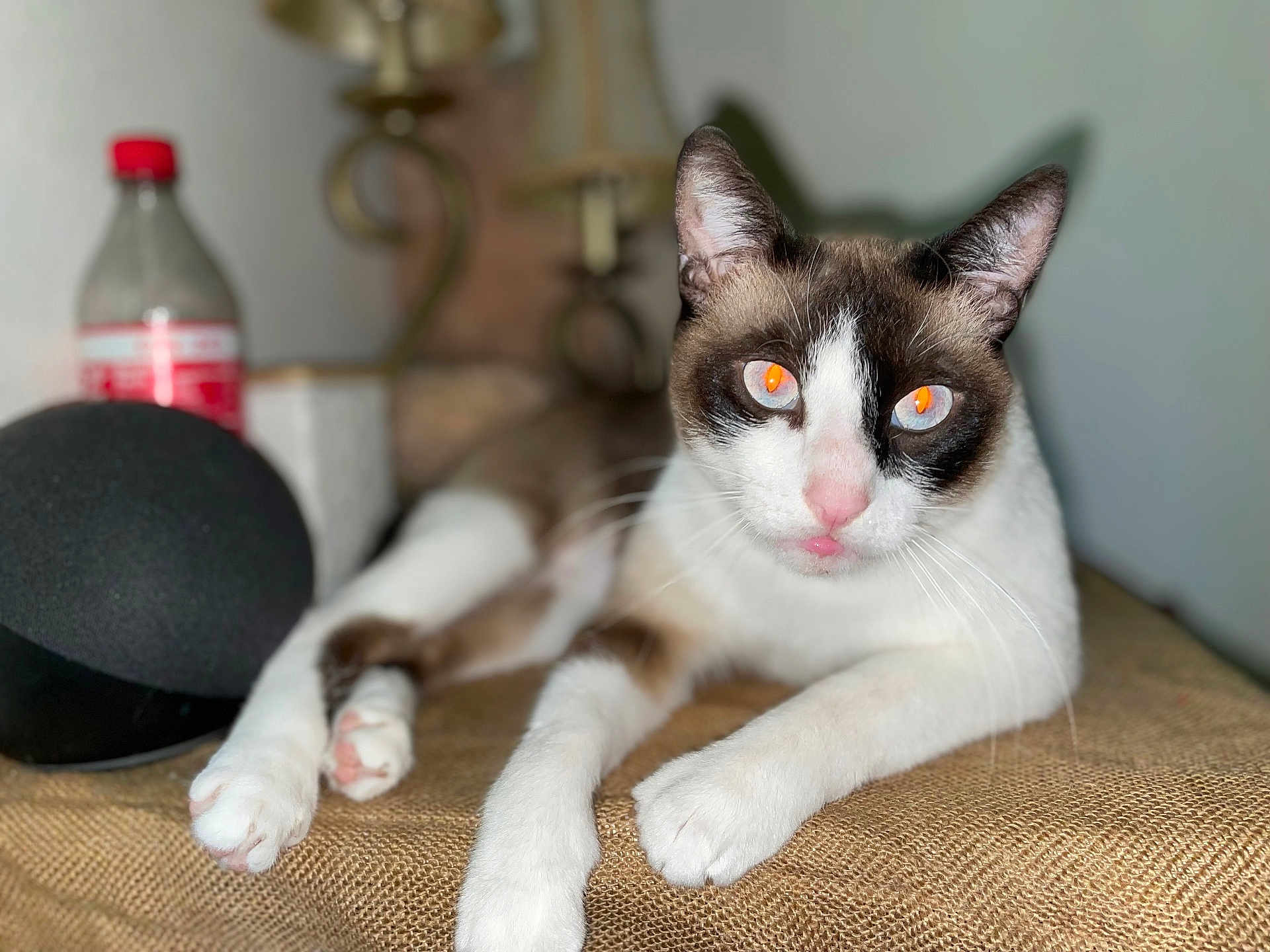 Schitz is registered to the contest to win money with this photo: cat, animal, pet, feline, lying_down, white_fur, brown_fur, pink_nose, whiskers, paws, indoor, close-up, table, bottle, blurred_background, texture, relaxed, eyes_reflection, domestic_animal, resting