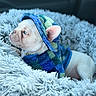 Maximilian is registered to the contest to win money with this photo: dog, puppy, french_bulldog, pet, animal, hooded_outfit, clothing, blue, green, fluffy_blanket, bed, indoors, portrait, close_up, lying_down, relaxed, cute, sleepy, ears, white_coat