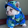 Maximilian joined the competition — help win amazing prizes! dog, french_bulldog, puppy, pet, animal, portrait, costume, clothing, hat, blue, green, furry, sitting, indoors, floor, facial_expression, ears, paws, cute, fashion
