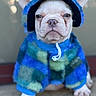 dog, french_bulldog, puppy, pet, animal, portrait, close_up, blue_sweater, hood, costume, clothing, ears, face, eyes, nose, paws, sitting, indoor, funny, fashion
