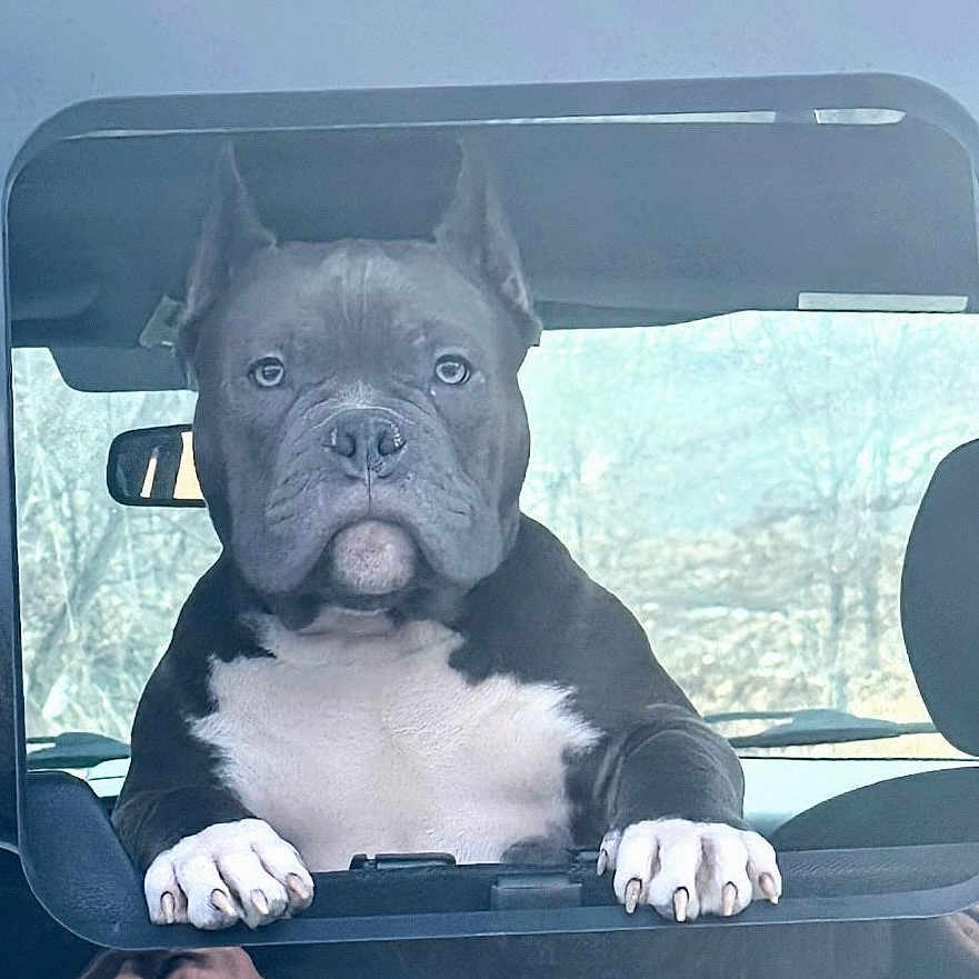 Tuna Marx joined the competition — help win amazing prizes! dog, vehicle, window, outdoor, animal, pet, black_and_white, ears_cropped, paws, calm, serious, face, looking, nature, daylight, car, transportation, muzzle, closeup, portrait
