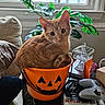 Fin-Fin joined the competition — help win amazing prizes! cat, orange_tabby, pumpkin_bucket, halloween, jack_o_lantern_face, indoor, window, plant, green_leaves, book, video_game_controller, decorative_glass, table, curious, pet, cozy, natural_light, feline, orange, domestic_cat
