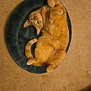 Fin-Fin joined the competition — help win amazing prizes! cat, orange_cat, pet_bed, carpet, indoor, feline, sleepy, curled_up, paw, fur, cute, relaxed, cozy, animal, domestic, resting, whiskers, tail, ears, looking_up