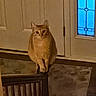 Fin-Fin joined the competition — help win amazing prizes! cat, ginger_cat, chair, wooden_chair, indoor, door, stained_glass, window, pet, animal, feline, perched, looking_at_camera, brown, orange, domestic_cat, furniture, quiet, home, curious