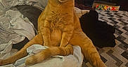 Fin-Fin is registered to the contest to win money with this photo: cat, ginger_cat, pet, indoor, bed, blanket, furniture, television, curious, sitting, fur, animal, mammal, domestic_animal, relaxed, looking, orange_fur, cozy, home, resting