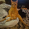cat, ginger_cat, pet, indoor, bed, blanket, furniture, television, curious, sitting, fur, animal, mammal, domestic_animal, relaxed, looking, orange_fur, cozy, home, resting