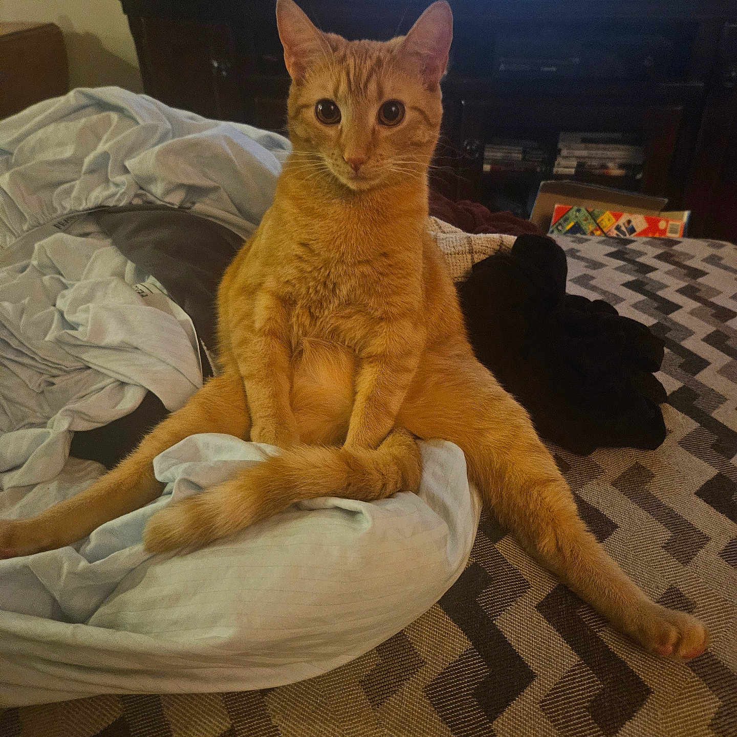 Fin-Fin is registered to the contest to win money with this photo: cat, ginger_cat, pet, indoor, bed, blanket, furniture, television, curious, sitting, fur, animal, mammal, domestic_animal, relaxed, looking, orange_fur, cozy, home, resting