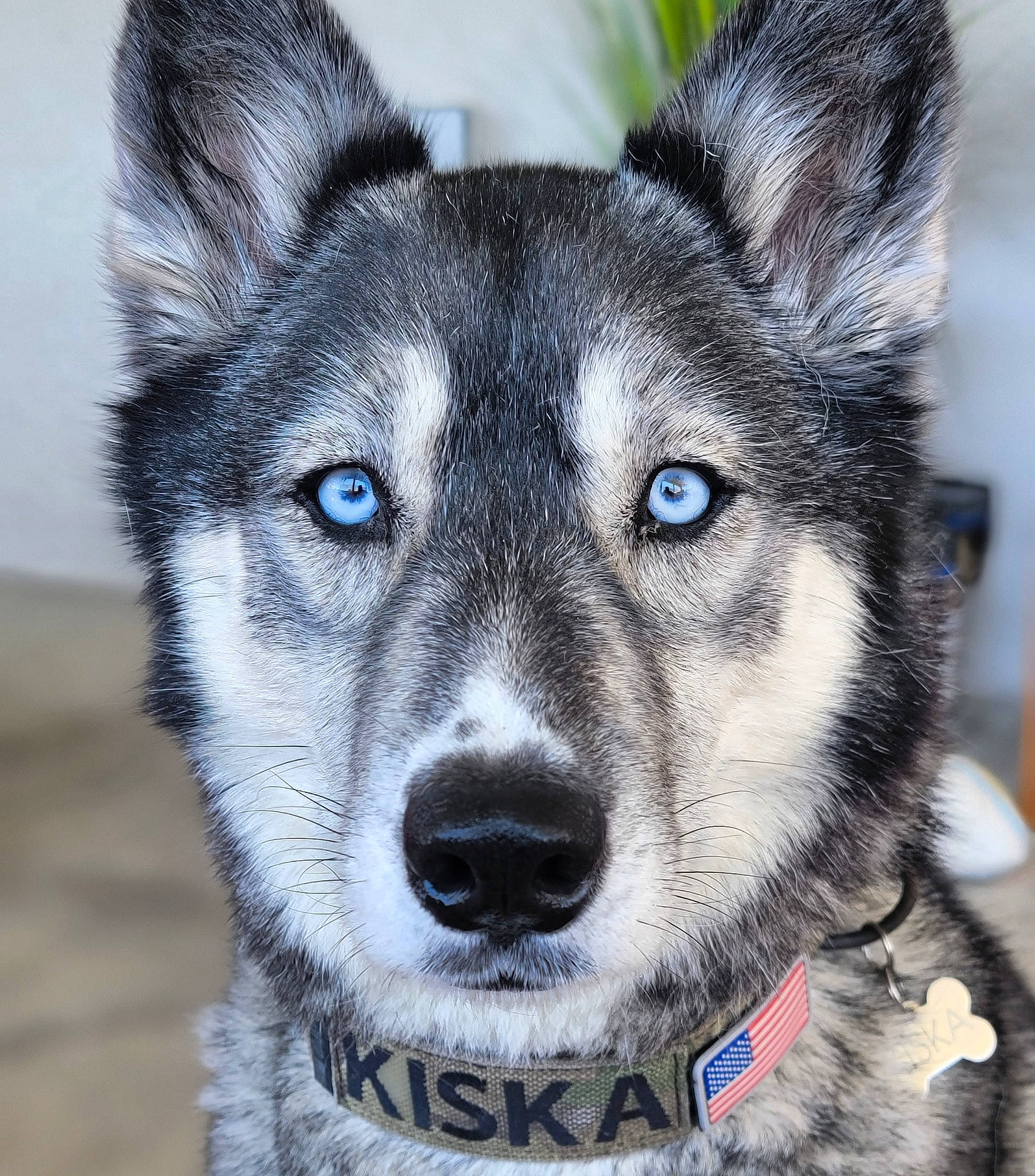 Kiska is registered to the contest to win money with this photo: art, canidae, canis, carnivore, close_up, companion_dog, dog, dog_breed, electric_blue, eye, fur, grey, sled_dog, snout, sporting_group, terrestrial_animal, whiskers, wildlife, wolf, working_dog