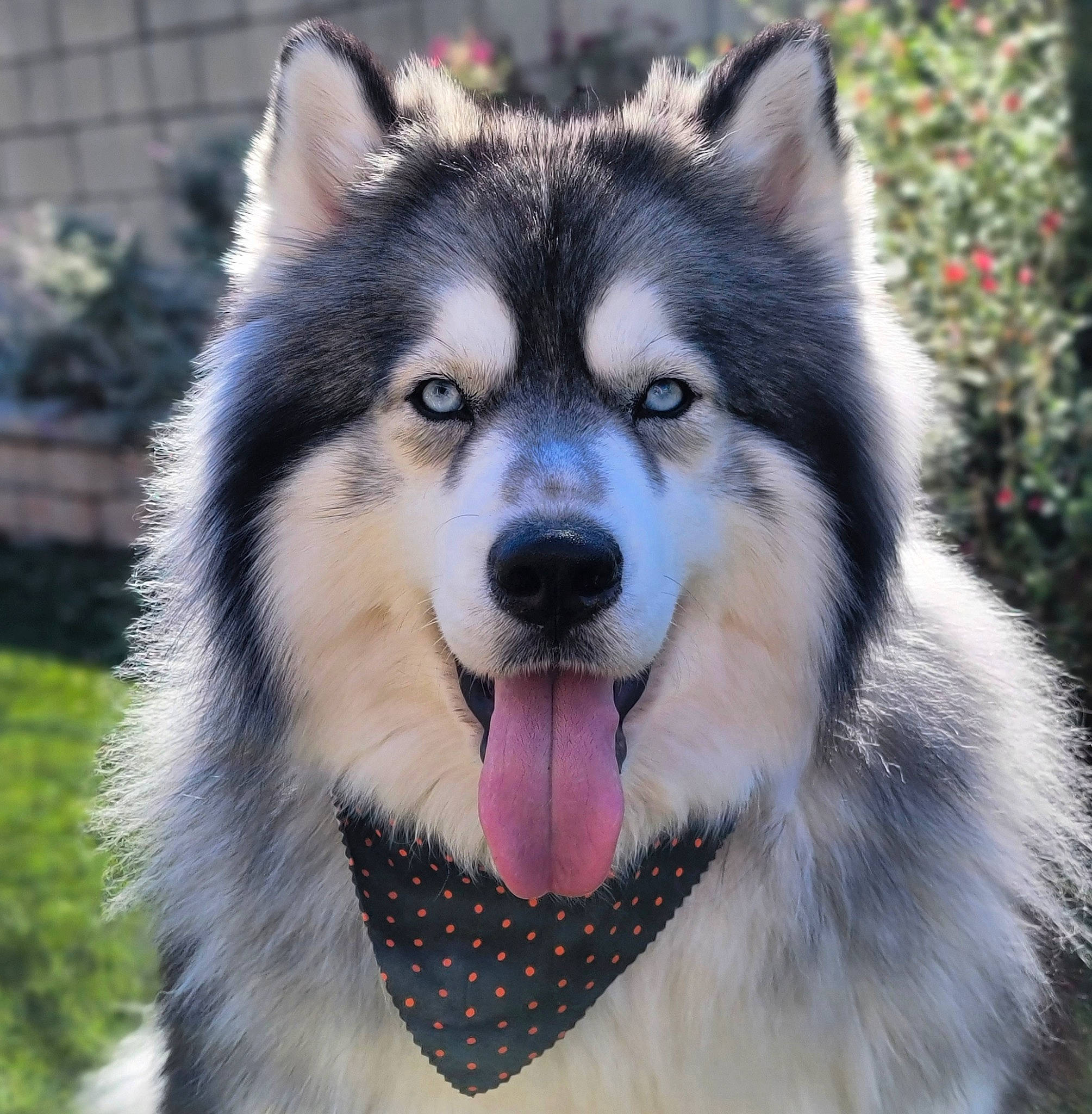 Koda joined the competition — help win amazing prizes! canidae, carnivore, companion_dog, dog, dog_breed, eye, fur, grass, head, iris, jaw, plant, sled_dog, snout, sporting_group, terrestrial_animal, tree, whiskers, wildlife, working_animal