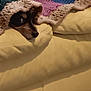 Mocha is registered to the contest to win money with this photo: dog, blanket, cushion, yellow, knitted, cozy, pet, resting, indoor, face, cute, animal, comfort, fur, lying_down, snuggled, warm, relaxed, soft, home