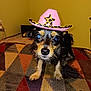 Mocha is registered to the contest to win money with this photo: dog, small_dog, cowboy_hat, pink_hat, leopard_print, indoor, carpet, patterned_rug, animal, pet, cute, standing, fur, black_fur, brown_fur, nose, ears, eyes, home, cozy