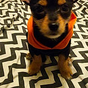 Mocha joined the competition — help win amazing prizes! dog, puppy, small_dog, orange_hoodie, zigzag_pattern, blanket, bed, ears, cute, pet, animal, indoor, black_and_tan, fur, sitting, looking, close_up, portrait, young, cozy